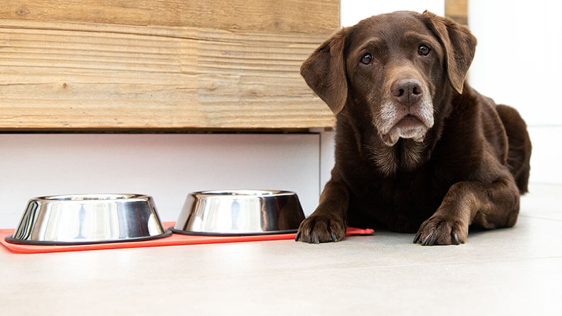 senior labrador ligger bredvid en skål med mat