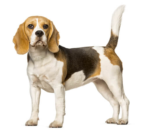 Relativitetsteori Erkende Taxpayer Beagle - Information om hundrasen | Purina