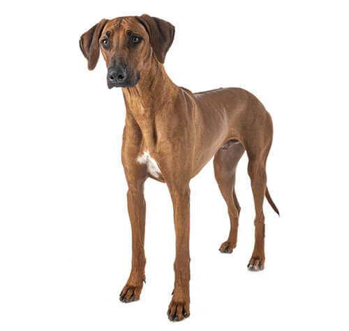 Rhodesian Ridgeback - Information om hundrasen | Purina SE