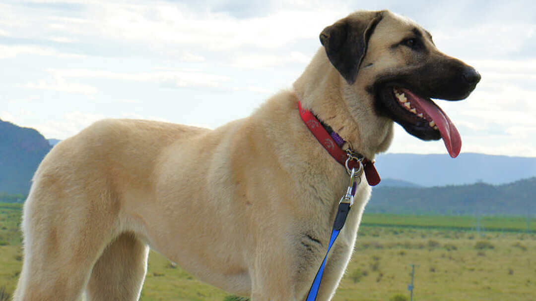 Hund som står i fält med berg i bakgrunden