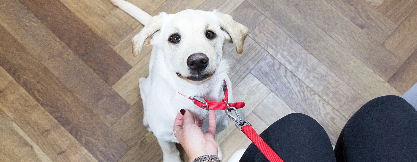 Valp tittar upp på ägaren i veterinärens väntrum
