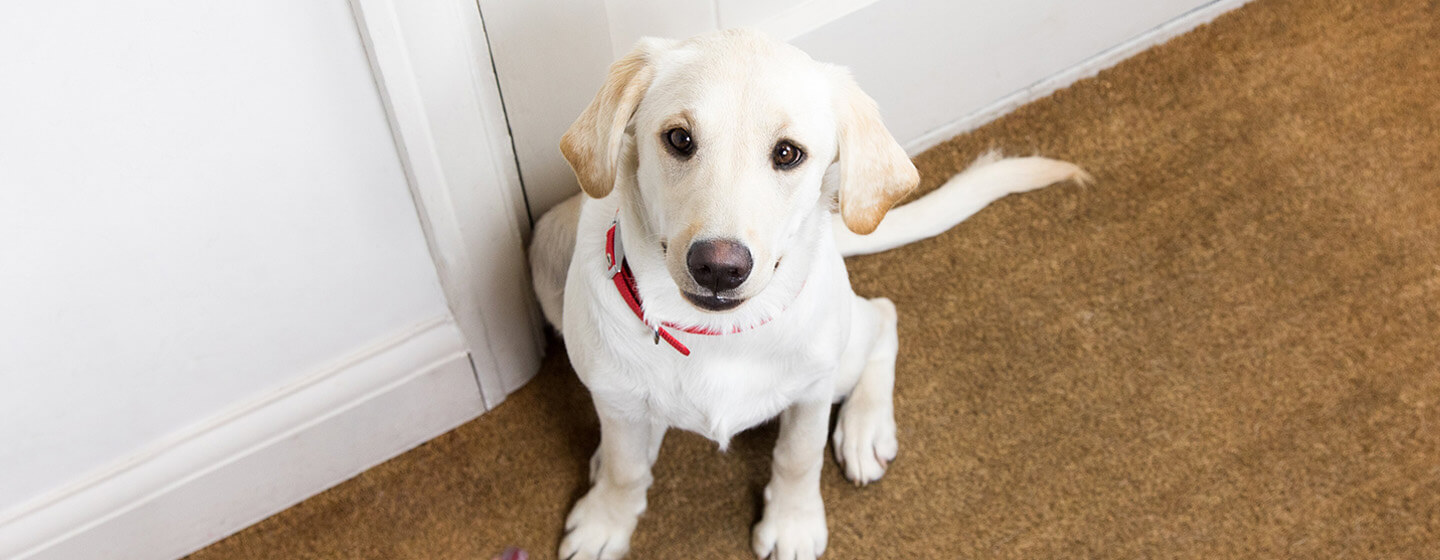 Labrador valp ser ledsen på dörren