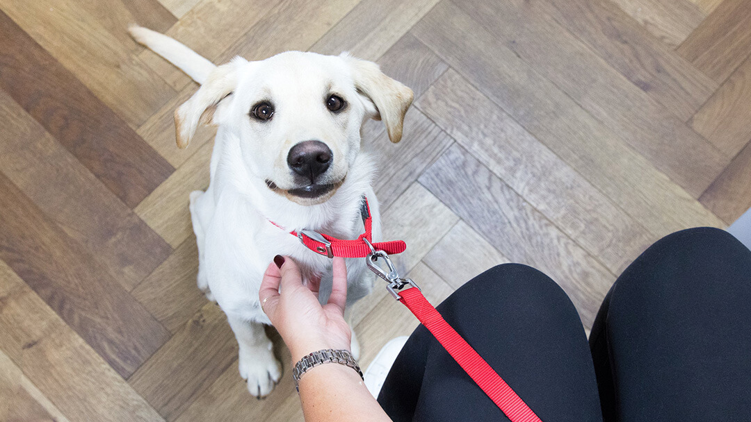 Valp tittar upp på ägaren i veterinärens väntrum