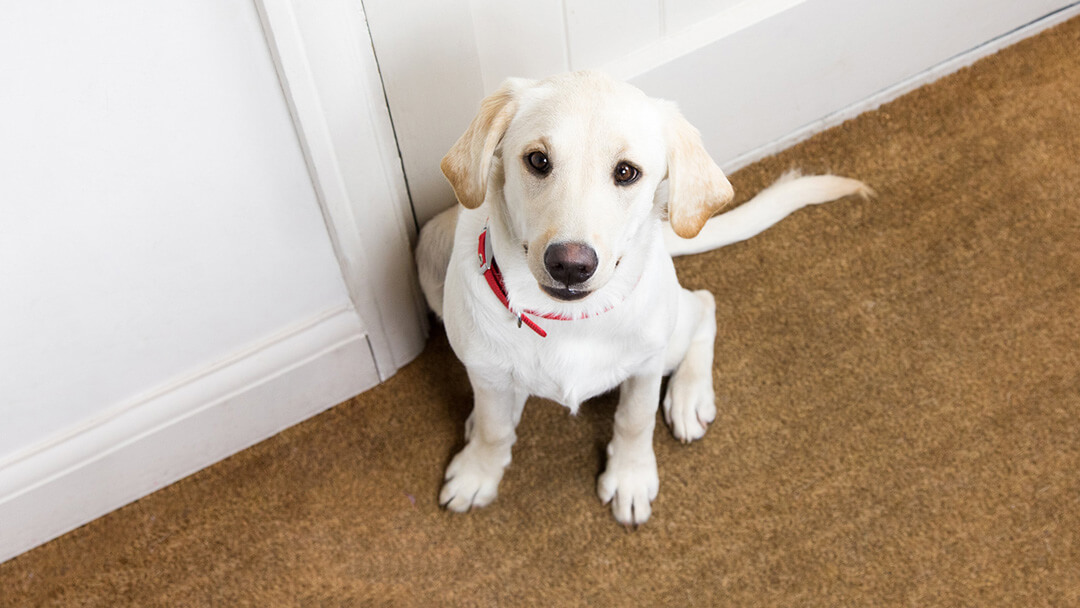 Labrador valp ser ledsen på dörren