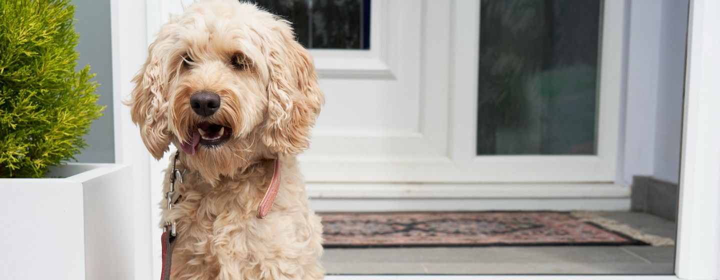 Cockapoo sitter vid ytterdörren