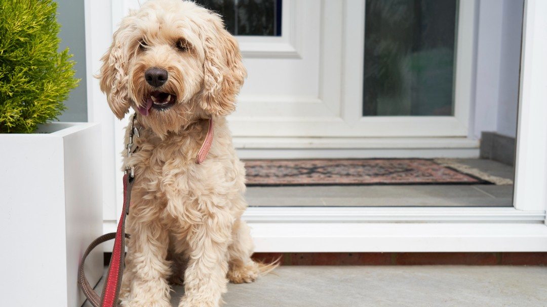 Cockapoo sitter vid ytterdörren