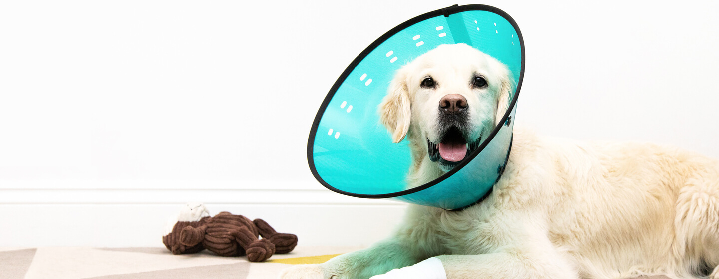 Golden Retriever klädd i plastkon