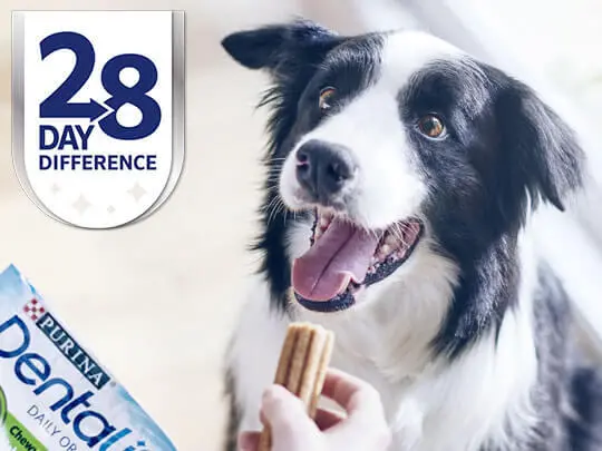 Collie som väntar på att få en Dentalife-sticka - 28 dagars skillnad