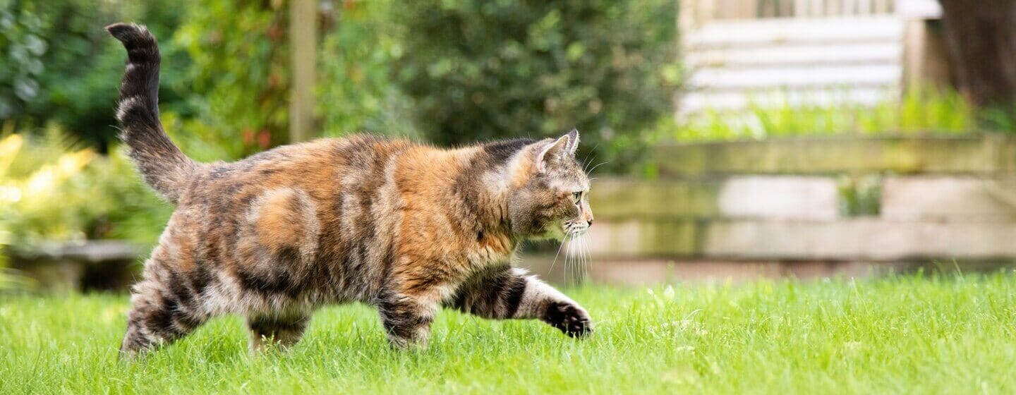 Mörkbrun, fläckig katt som går genom gräset.