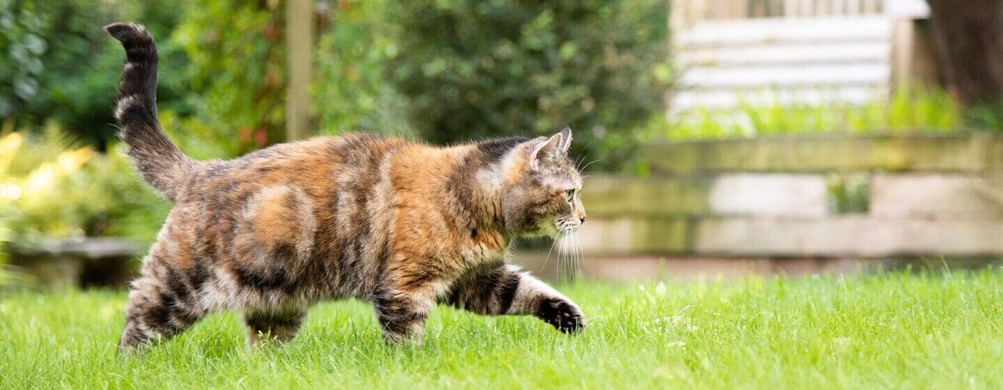 om kattens anatomi: allt du behöver veta | Purina