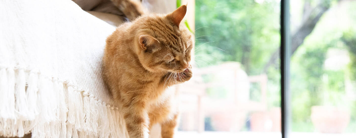 katten sköter sig själv