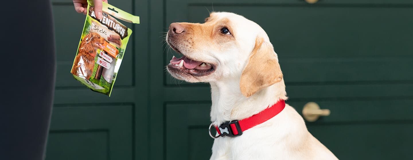 labrador exalterad för äventyrsgodis
