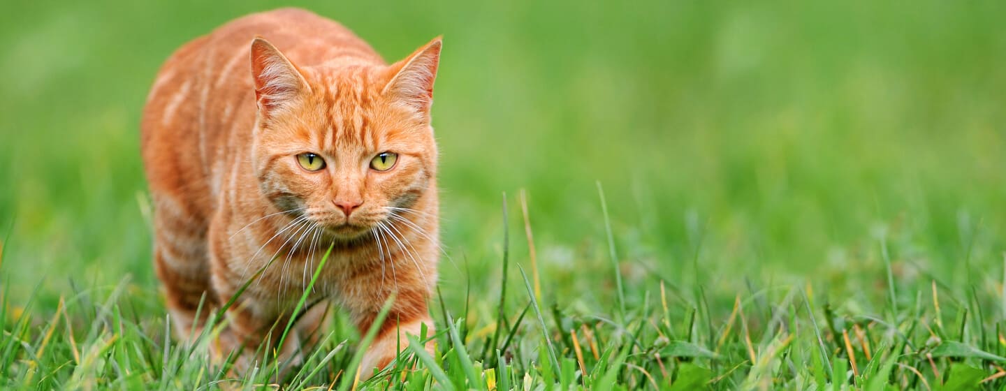 ingefära katt i gräs jakt