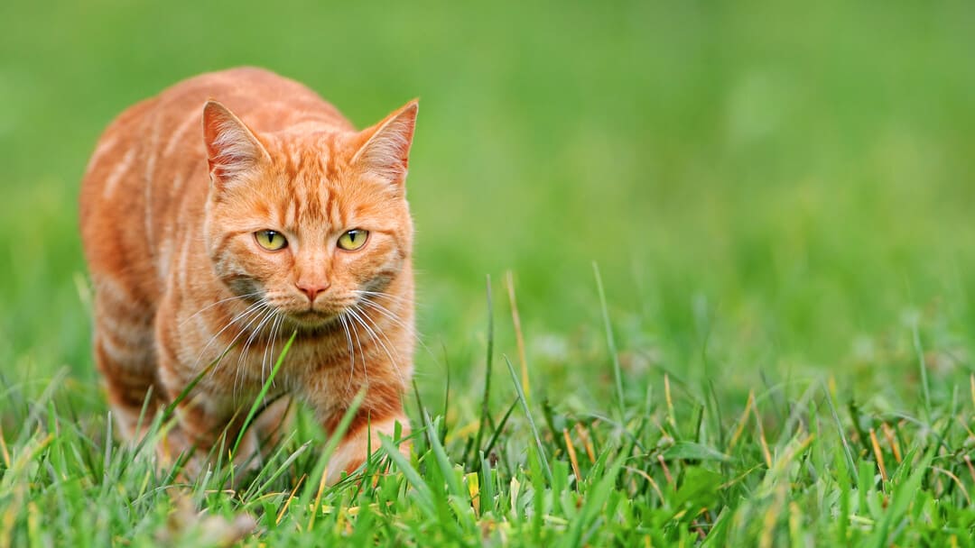 ingefära katt i gräs jakt