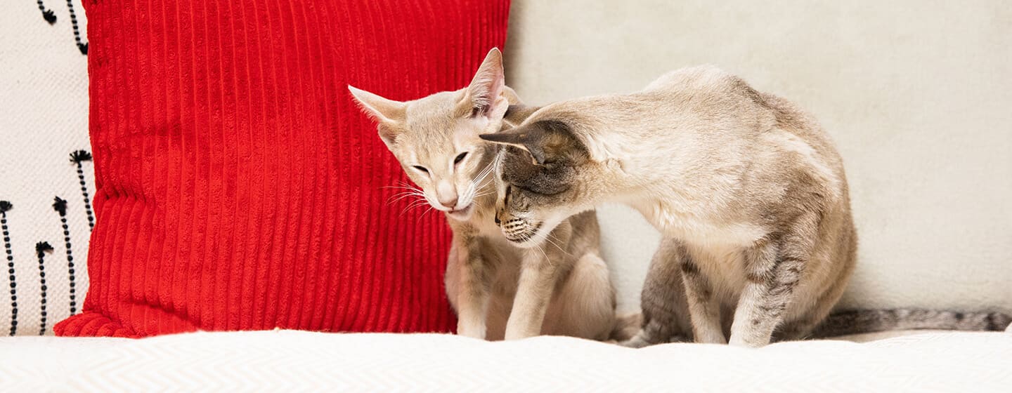 Två katter som sitter på en soffa med en röd kudde