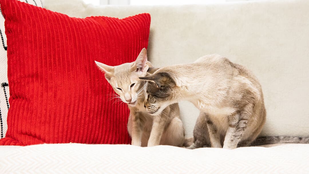Två katter som sitter på en soffa med en röd kudde