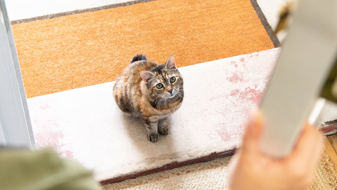 Katt sitter på dörrtrappan när dörren öppnas