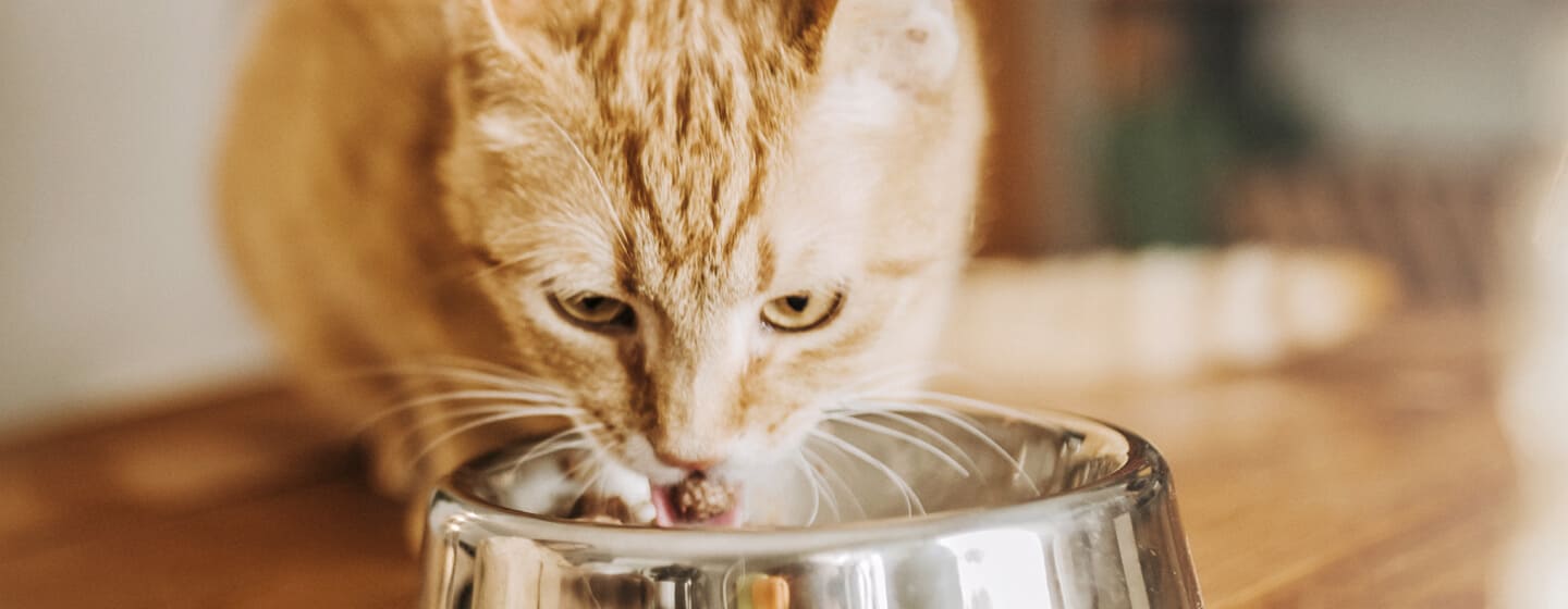 Ingefära katt äter från skål