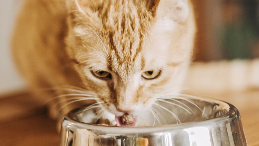 Ingefära katt äter från skål