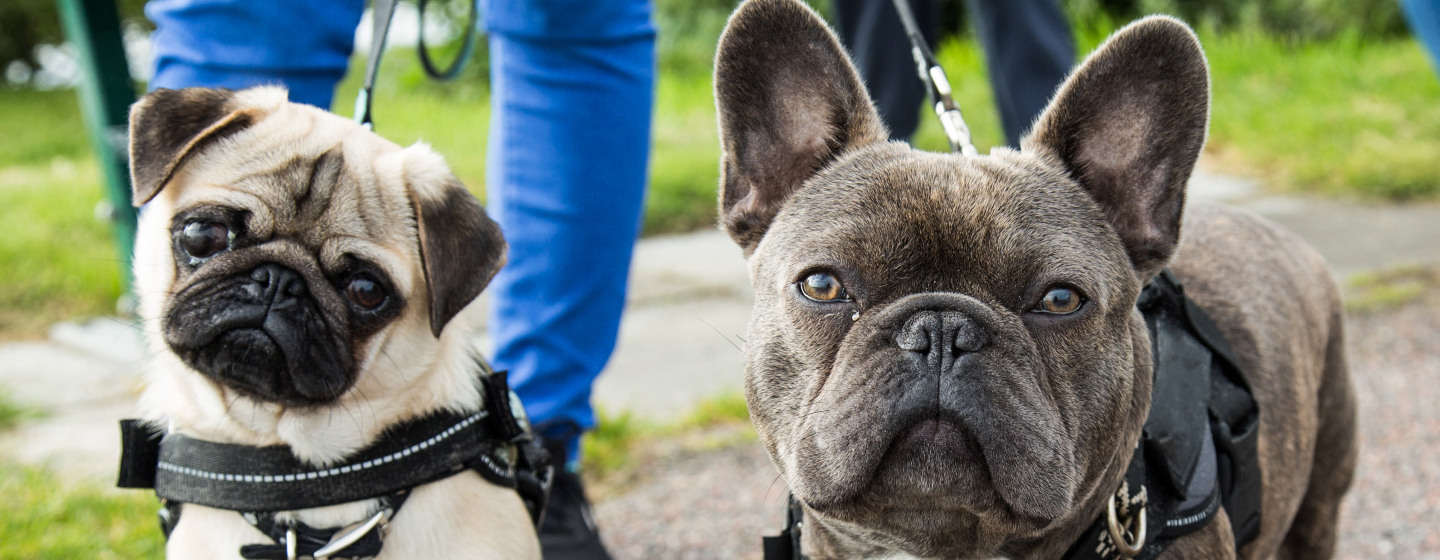 Mops och fransk bulldogg går tillsammans