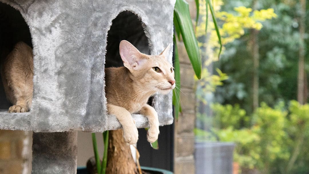 Ljus päls katt som sitter i en grå kattkorg.