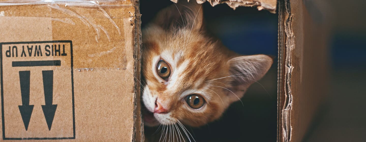 ingefära katt gömmer sig i en kartong