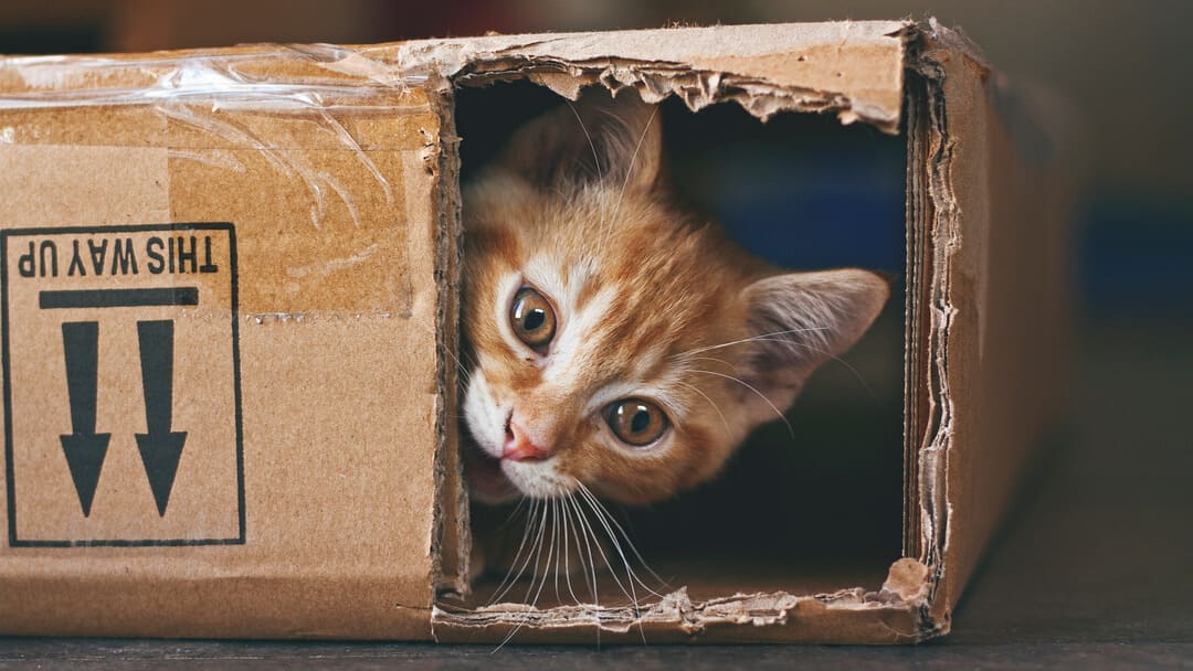 ingefära katt gömmer sig i en kartong
