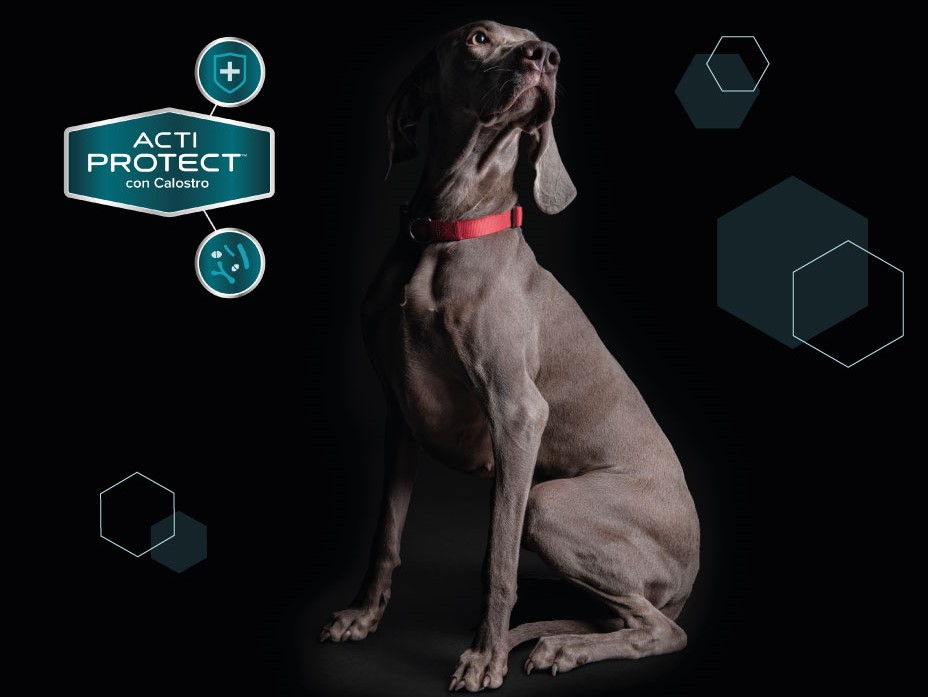 PRO PLAN® EXPERT CARE NUTRITION för hundar Purina