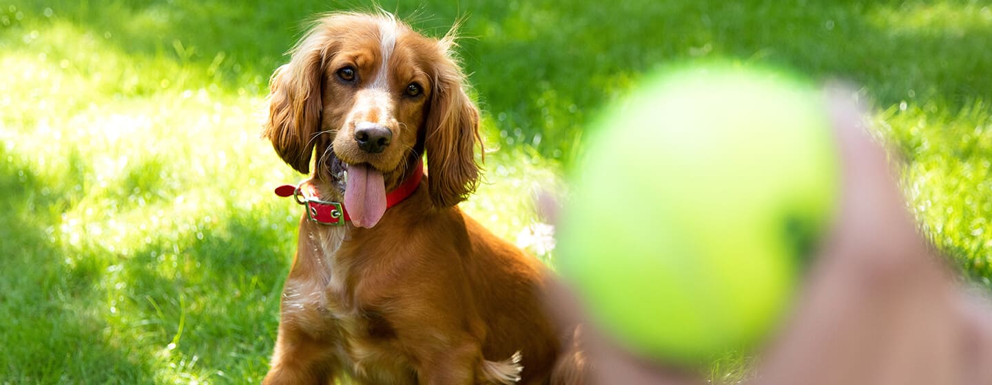 Hund spelar fångst med tennisboll