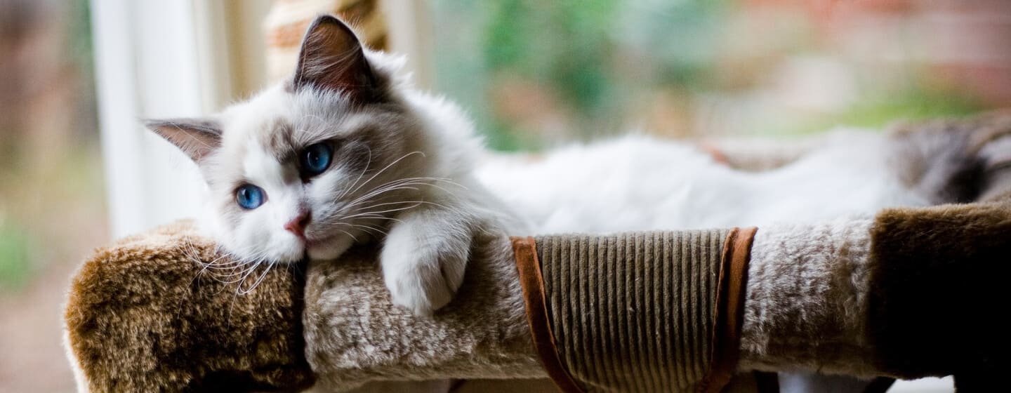 fluffig kattunge med blå ögon liggande i en säng
