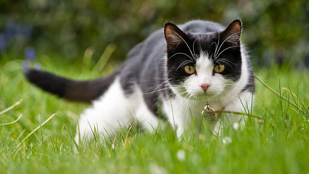Kattjakt i gräs