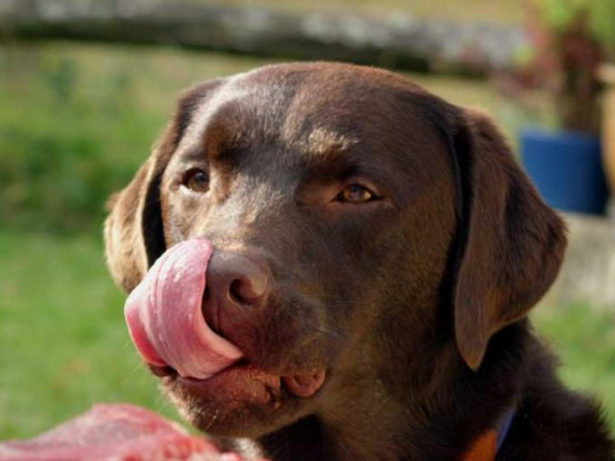 hund