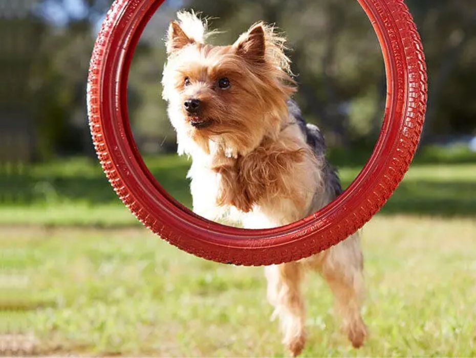 Purina ONE Small Dog