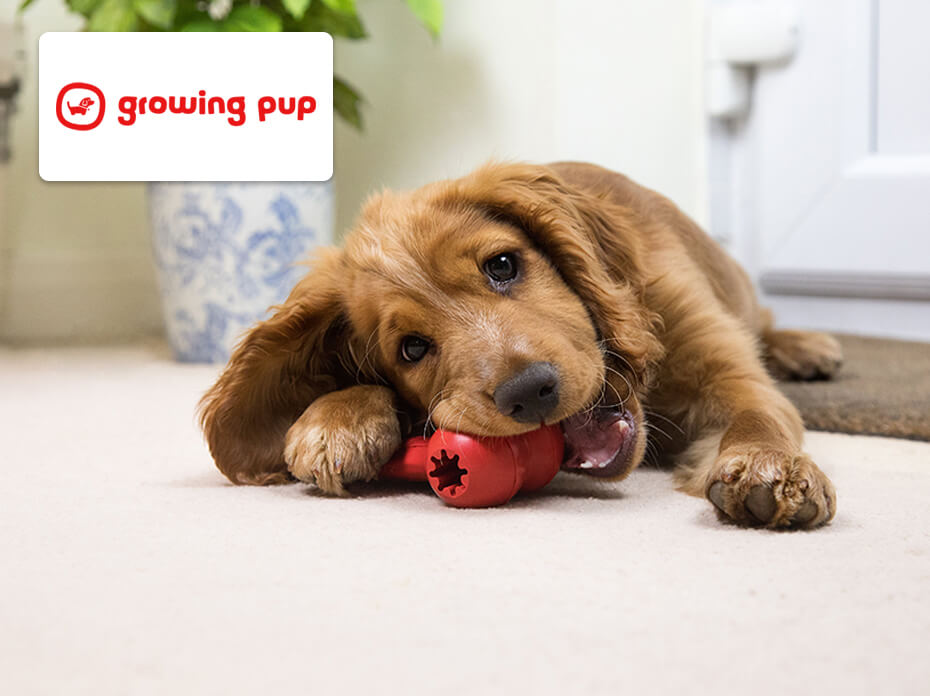 valp som tuggar en röd leksak