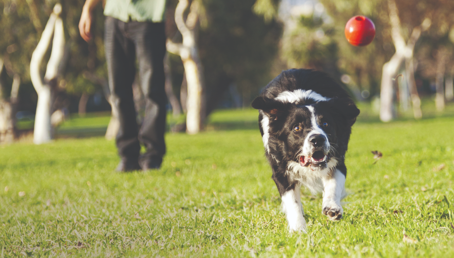 Border collie jagar en röd boll på ett grästäckt fält.