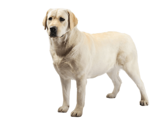 Labrador retriever