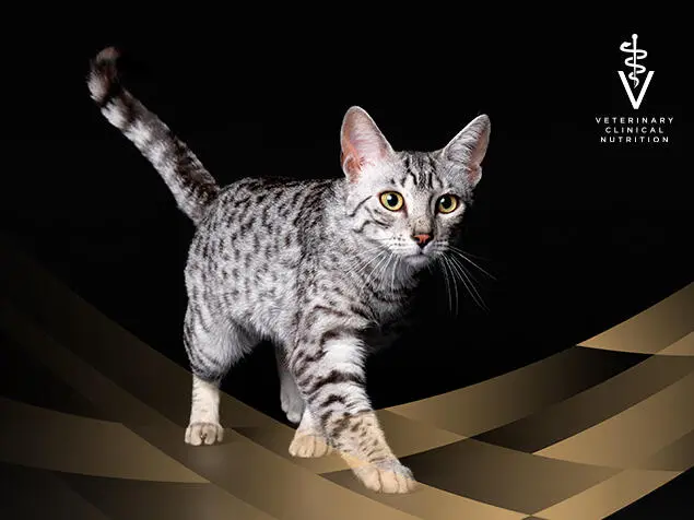 PRO PLAN Veterinary Diets för katter