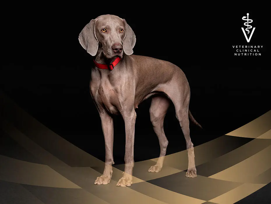 PRO PLAN Veterinary Diets för hundar