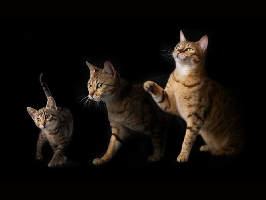 Upptäck våra foder för Kattens alla livsfaser