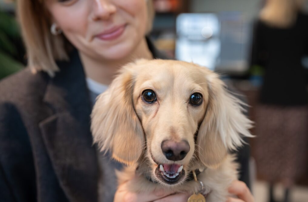 Terrier sitter i en kvinnas knä när hon arbetar på en bärbar dator