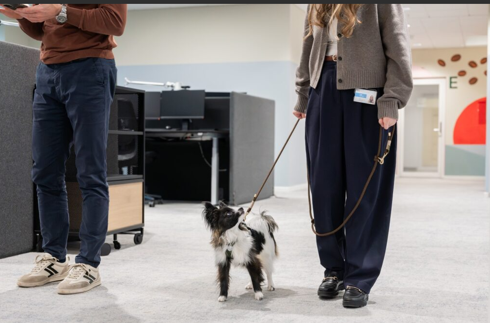 En hund promenerar runt i kontoret med sin ägare