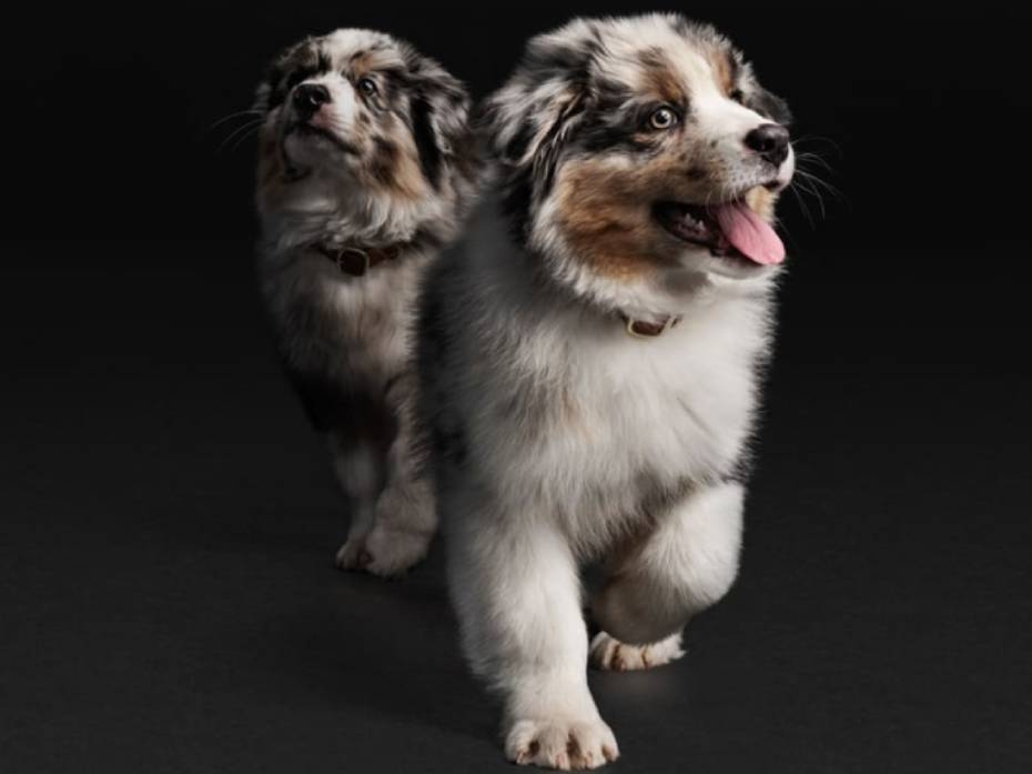 Utfodring av din valp