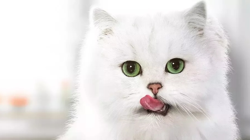 Gourmet katt