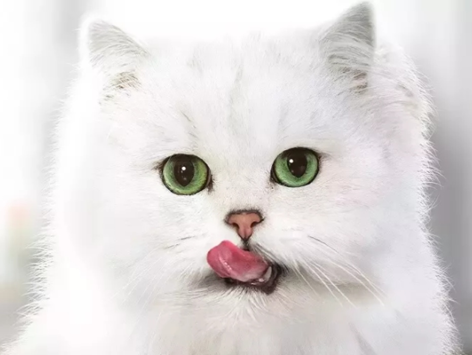 Gourmet katt