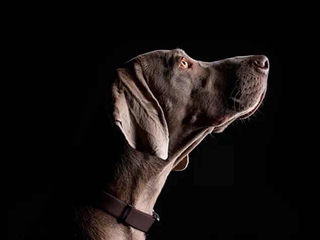 PRO PLAN® Veterinary Diets