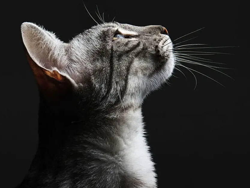 PRO PLAN® Veterinary Diets 