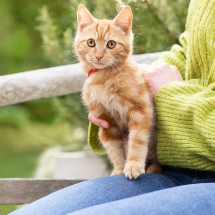 Navigering CTA för "Kattprodukter"