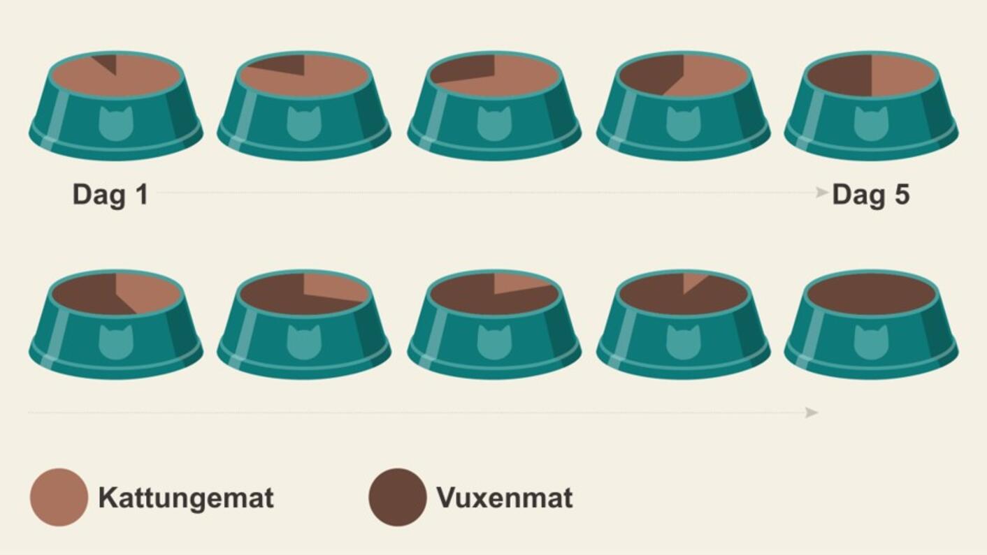 kattunge till vuxenmat