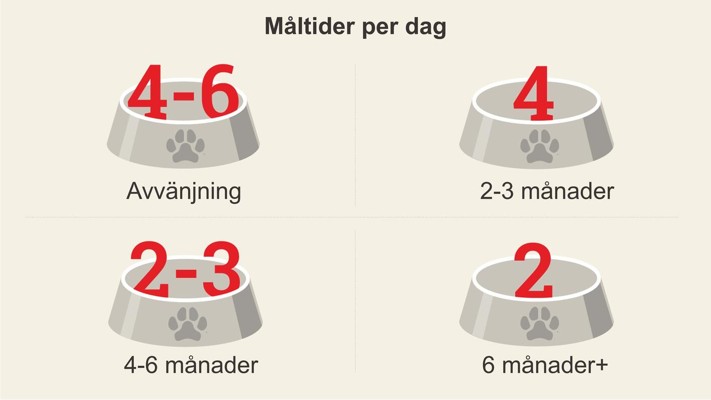matar en valp