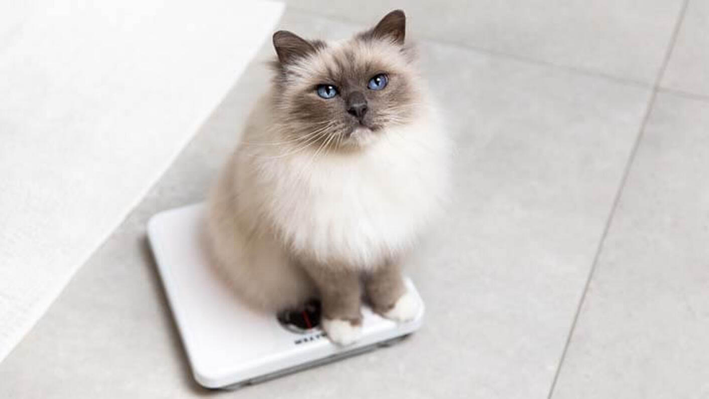 Katt sitter på en våg